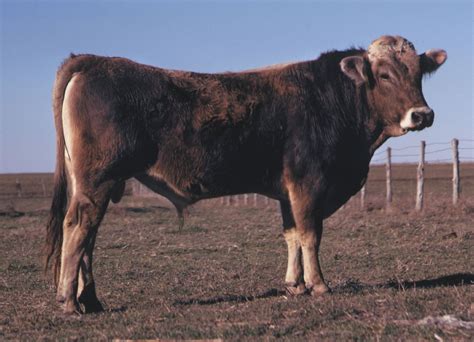 Brown Swiss | Dairy Cattle, Dual-Purpose & Swiss Alps | Britannica