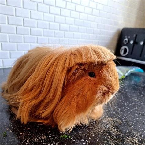 10 Funny Guinea Pig Haircut Photos That Will Teach You Much About Style & Fashion Trends