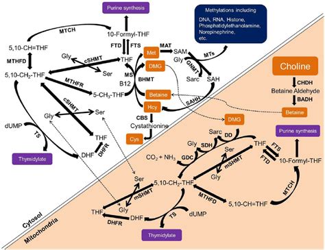 Schematic to show the role of choline in one-carbon metabolism ...