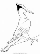 A Pileated Woodpecker Coloring Page For Kids  Free Woodpeckers sketch template