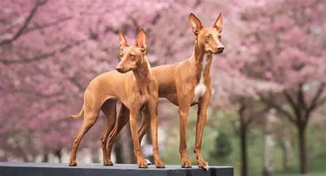 Howling in Dogs: Understanding the Behavior and How to Manage It for a Happy and Healthy Canine ...