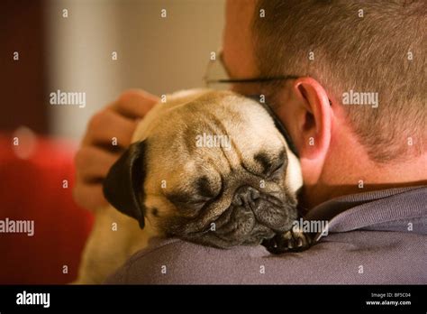 A pug sleeping on his owner's shoulder Stock Photo - Alamy