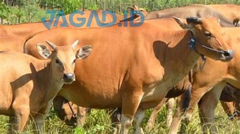 Sapi Bali Yang Bertubuh Kekar Dan Kecil - JAGAD ID