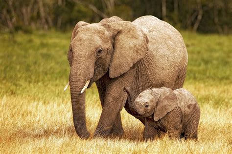 Kenya Africa Elephant Mother with Baby | Fine Art Photography by ...