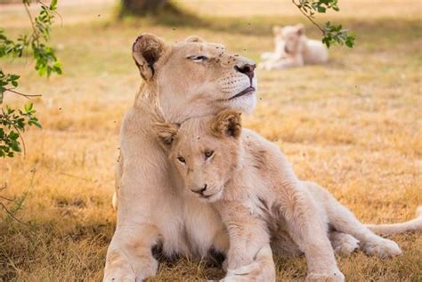 Looping Group | Opening of four new lodges in front of lions at Zoo de ...