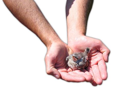 Bird in the hand Free Photo Download | FreeImages