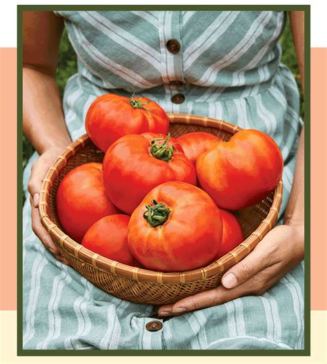 Burpee Gardening: The tomato countdown is on! | Milled