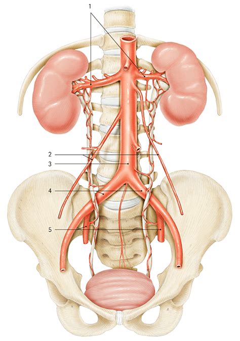 Surgical anatomy of the ureter - Fröber - 2007 - BJU International ...