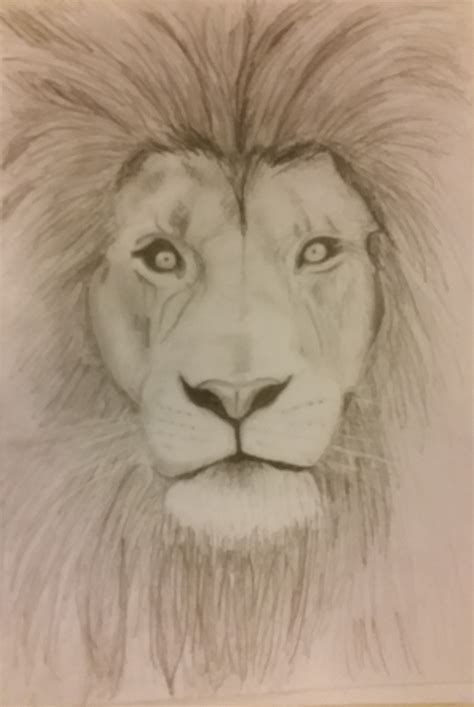 Easy Lion Pencil Drawing - bestpencildrawing