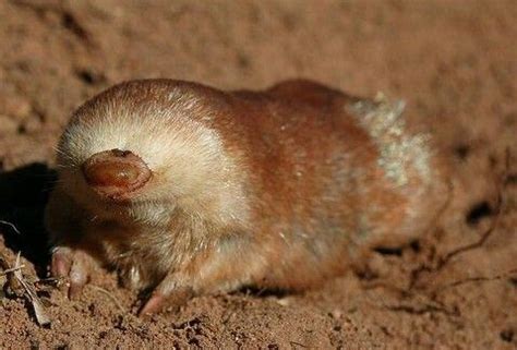 Northern marsupial mole. Marsupial moles are a family (Notoryctidae) of cladotherian mammals of ...