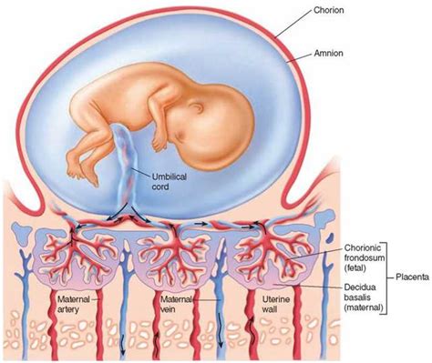 Figure 31.21. Structure of the placenta.