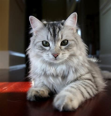 Siberian Cat Hypoallergenic : 5 Nice Persian Cat Hypoallergenic | Biological Science Picture ...