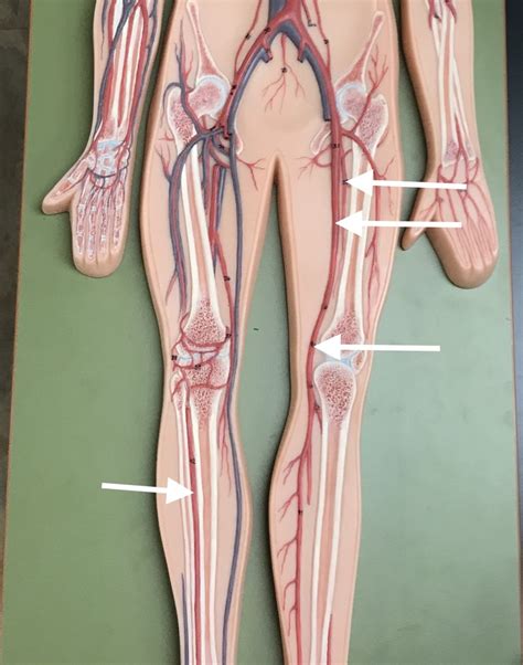 Human Vasculature Model 2 Diagram | Quizlet