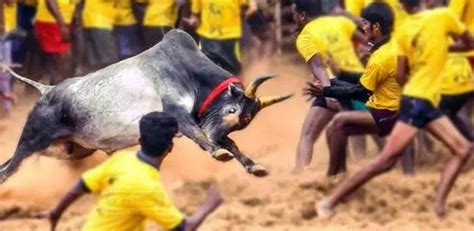 Jallikattu 2023 Date, Registration, Venues and More Details