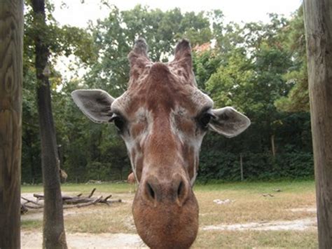 Feed the Giraffes at Giraffe Overlook - Riverbanks Zoo, Columbia, SC - Feeding the Animals on ...