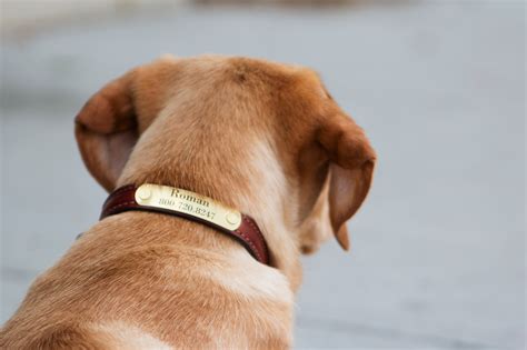 3 Major Benefits of Name Plate Dog Collars - dogIDs