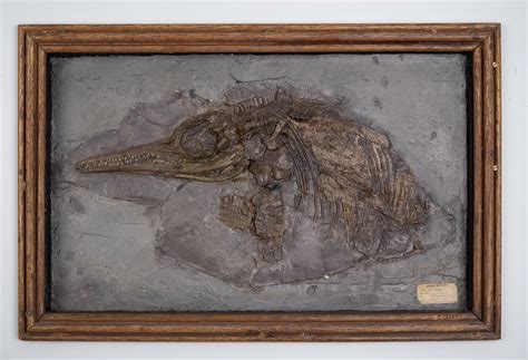 Mary Anning's Ichthyosaur | Oxford University Museum of Natural History