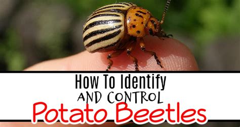 Potato Beetle: How To Identify & Chemically Free Control Them