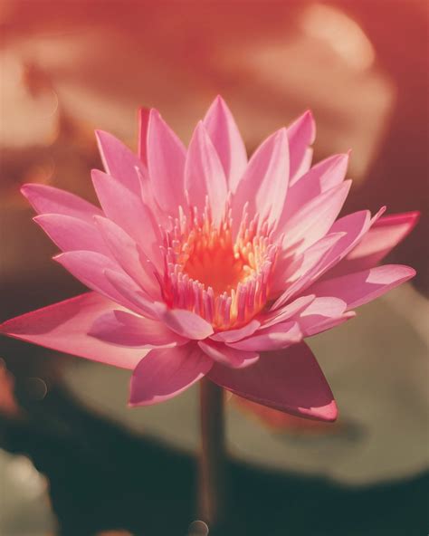 Download Blooming Pretty Pink Lotus Flower Wallpaper | Wallpapers.com