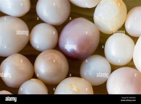 Pearls From Blue Shells, Mytilus Edulis Stock Photo - Alamy