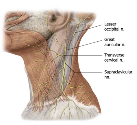 Transverse Cervical Nerve