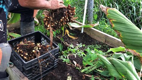 Harvesting Turmeric - YouTube