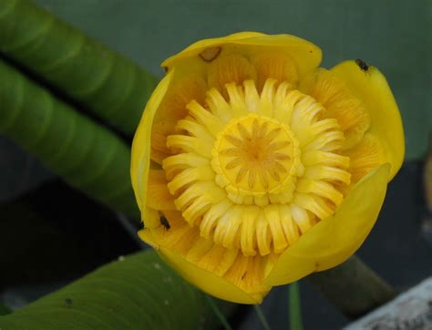 Nuphar lutea (Nymphaeaceae) image 30334 at