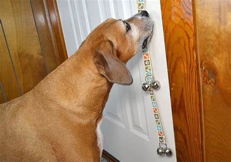 A Wise Choice Everyday low prices 1 Plug-in Receiver Daytech Dog Doorbell for Potty Training ...