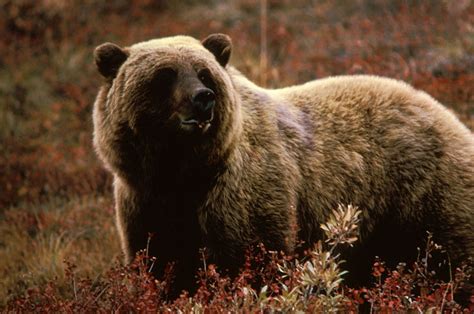 Top 10 Powerful Predators - Grizzly Bear