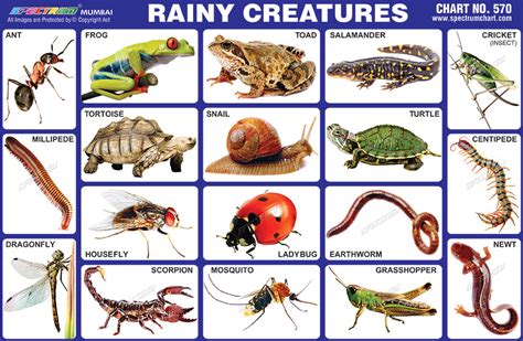 Spectrum Educational Charts: Chart 570 - Rainy Creatures