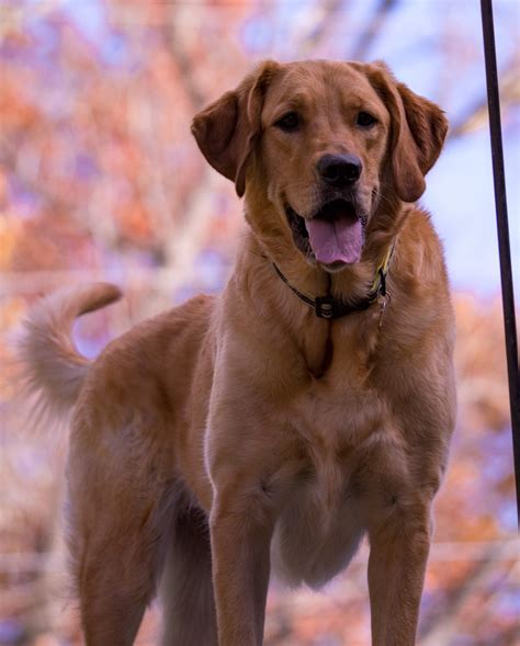 12 Golden Retriever Mixes for a Cute, Fluffy Companion