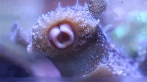 Sea Hare (Sea Slug) eating algae - YouTube