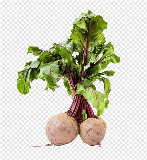 Sugar beet Mangelwurzel Chard Fodder Seed, Organic beets are free of charge, natural Foods, leaf ...