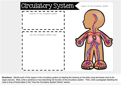 Circulation and Respiration - Teaching in Room 6