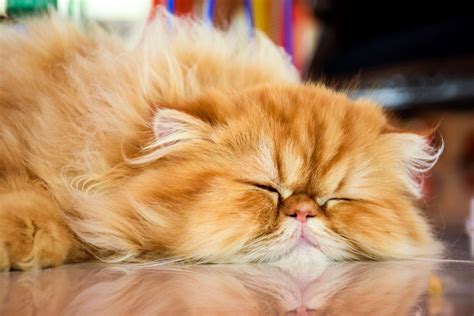 Garfield Cat Breed: The Persian Tabby – Petsmont