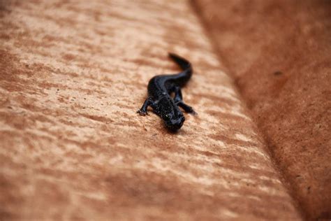 What Do Newts Eat? | Pet Care Advisors