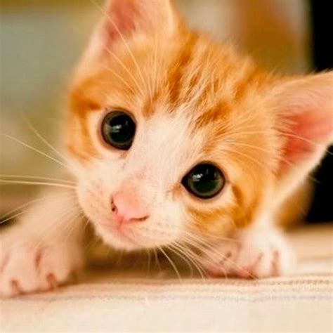 Kitten Wallpapers - Apps on Google Play