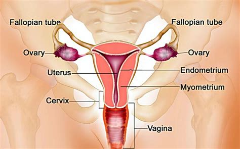 7 Gangguan Kesehatan Pada Organ Reproduksi Wanita - K-Link Indonesia