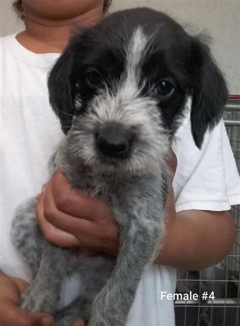 GERMAN WIREHAIR PUPPIES