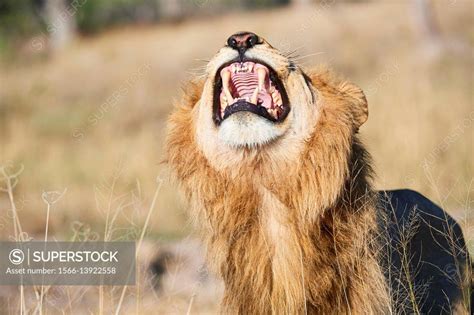 African lion male (Panthera leo) showing flehmen response to inhale the ...