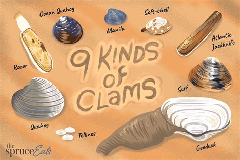 what is the difference between a clam bake and clam boil – BISTROLAFOLIE