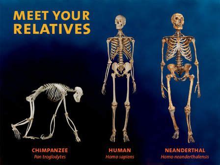 Comparing Chimp, Bonobo and Human DNA | AMNH | Chimpanzee, Human dna, Human