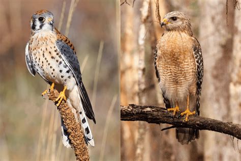 The American Kestrel vs Hawk: Similar Species Comparison