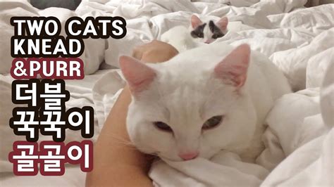 꼬부기 쵸비 더블 꾹꾹이 골골이 TWO CATS KNEAD & PURR - YouTube