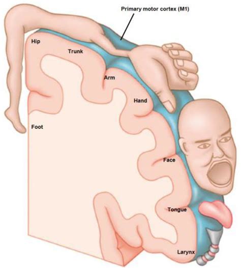 Phantom Limb Pain : Virtual Library