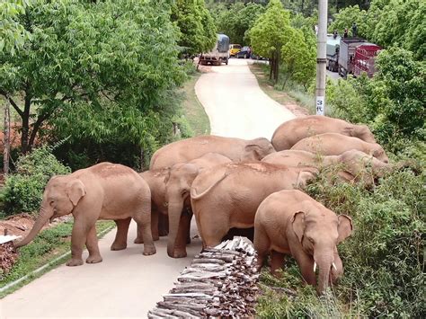 China's wandering elephants approach traditional habitat in Yunnan | Ukrainian news