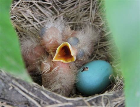 Robins were hatching Bird Nest, Nests, Robins, Birds, Random, Robin, Bird, European Robin, Casual