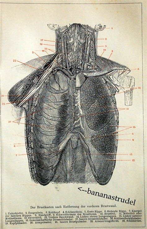 Art Can Be Made Naps May Be Had | Antique prints, Anatomy, Skeleton ...