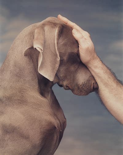 William Wegman: Improved Photographs » Telfair Museums