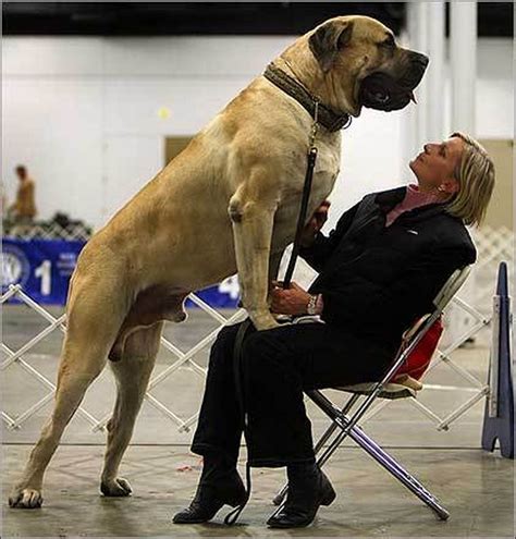 Dogzilas: The Biggest Dogs on Earth